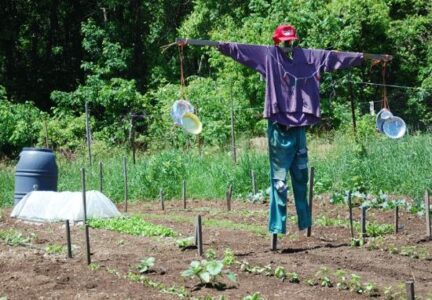 Who's That Standing in My Garden? Image